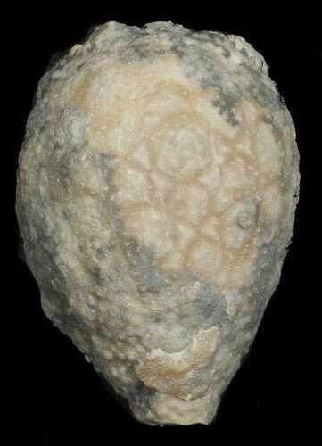 Cystoid (Holocystites) Fossil - Indiana #62019